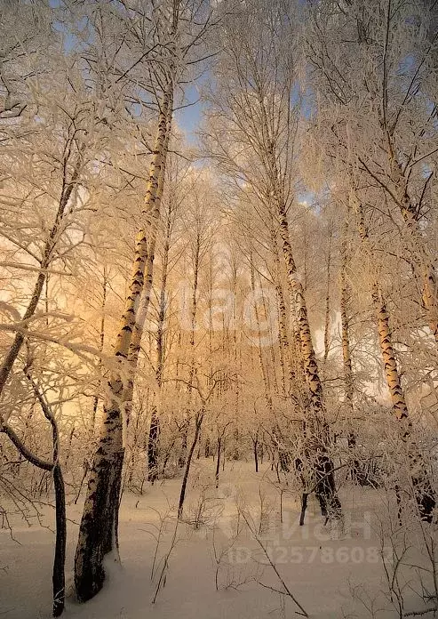 Участок в Московская область, Домодедово Белые Столбы мкр, ул. ... - Фото 2