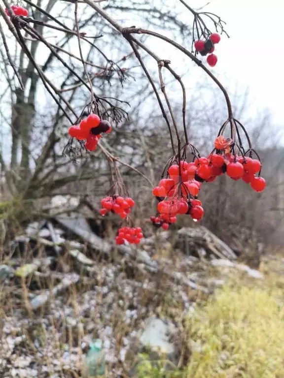 Участок в Пермский край, Пермь Узбекская ул. (5.0 сот.) - Фото 1