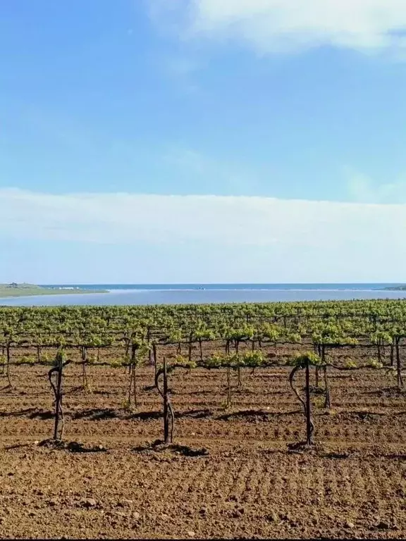 Участок в Краснодарский край, Темрюкский район, Новотаманское с/пос, ... - Фото 2