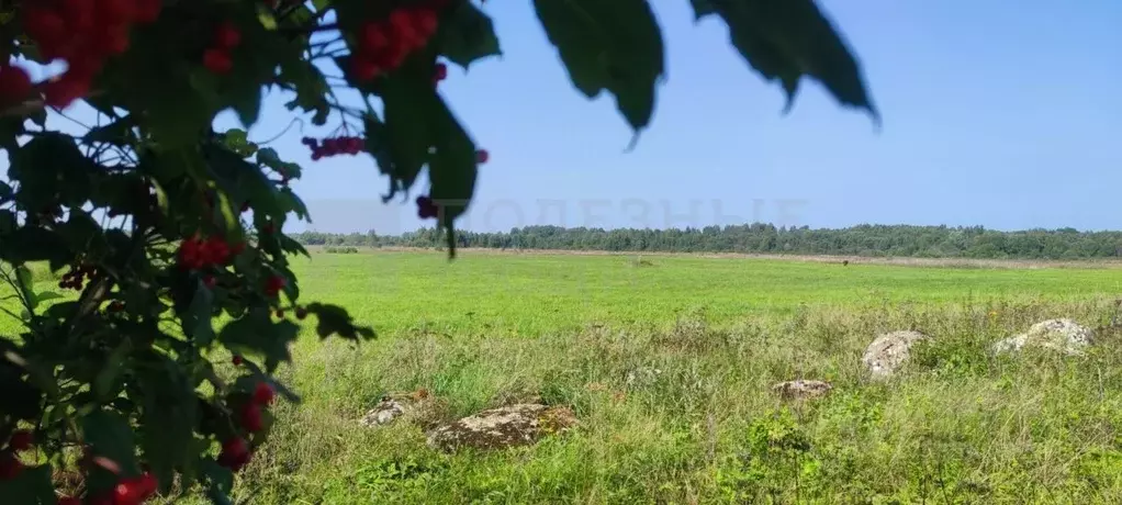 Участок в Новгородская область, Шимский район, Подгощское с/пос, с. ... - Фото 0