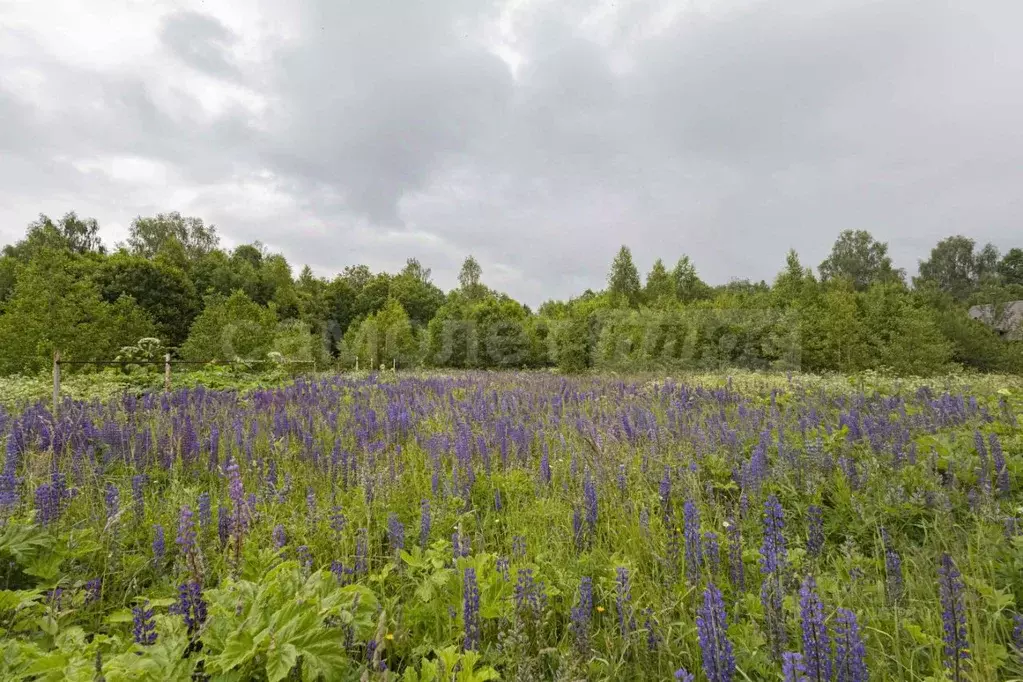 Участок в Московская область, Шаховская муниципальный округ, Шаховская ... - Фото 2