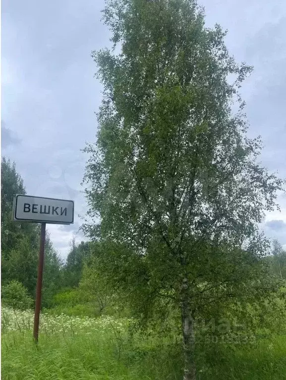 Участок в Тверская область, Спировский муниципальный округ, д. Вешки  ... - Фото 2