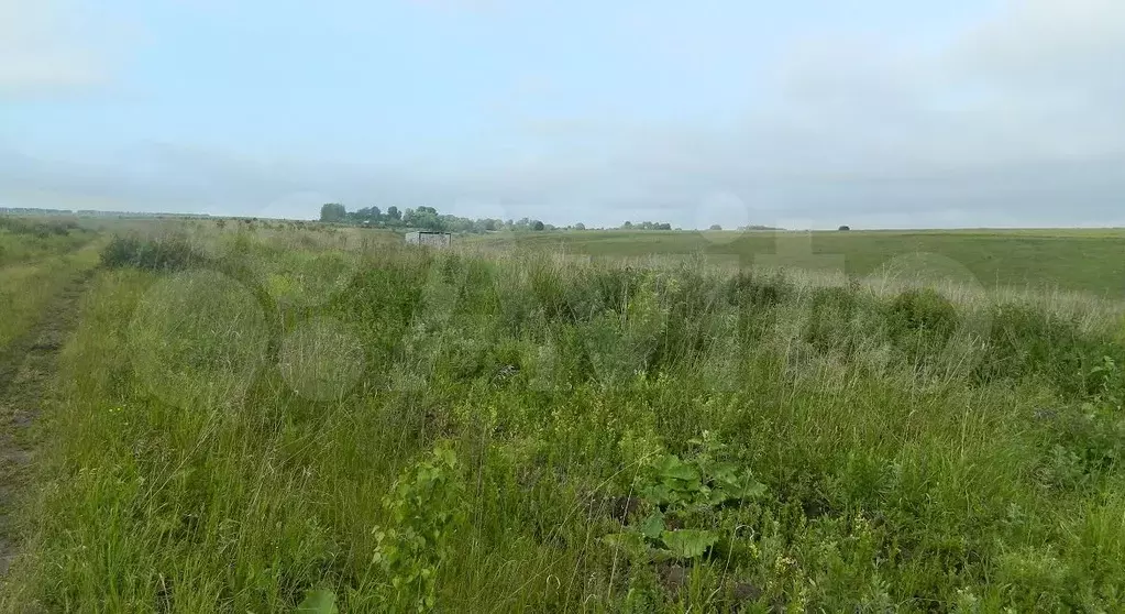 Участки в зарайском. Деревня в Зарайске Борисово Околица. Назарьево (Зарайский район). Деревня Назарьево Зарайск. Карино Зарайский район.