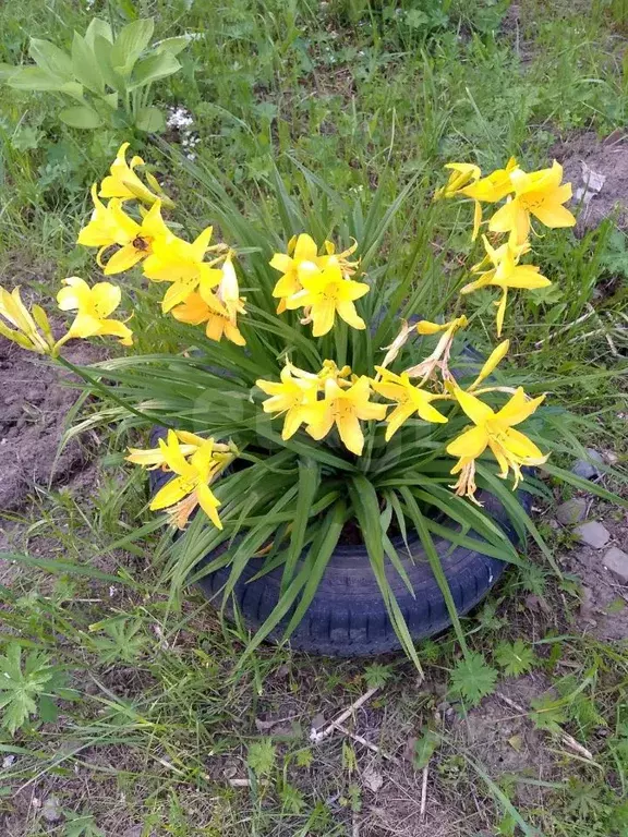 Дом в Вологодская область, Шекснинский муниципальный округ, д. ... - Фото 2