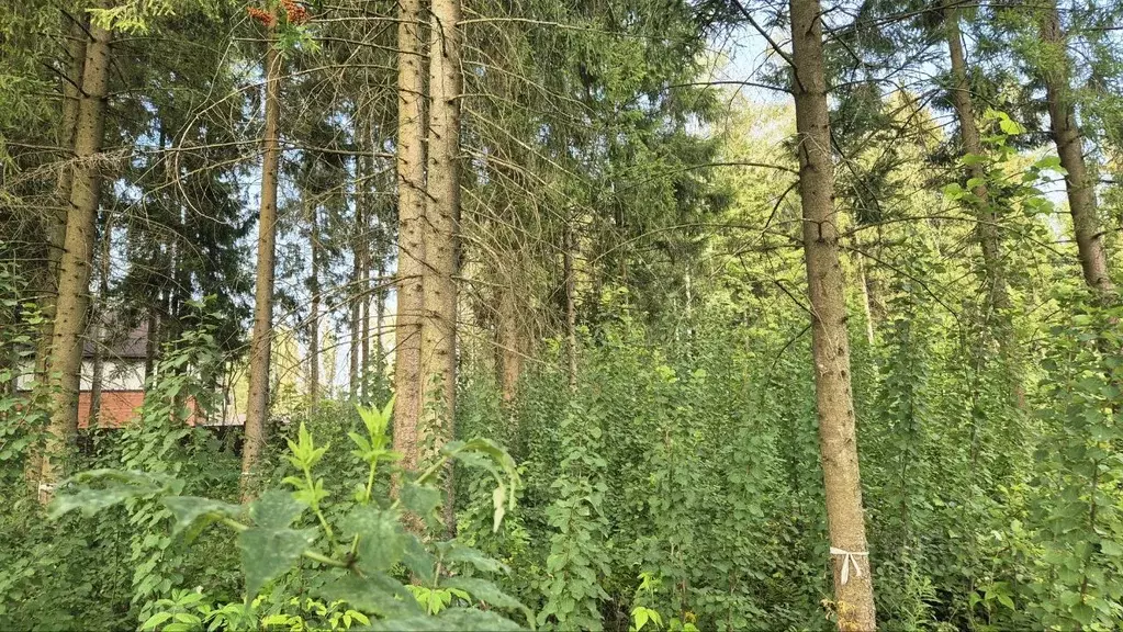 Участок в Московская область, Солнечногорск городской округ, д. ... - Фото 1