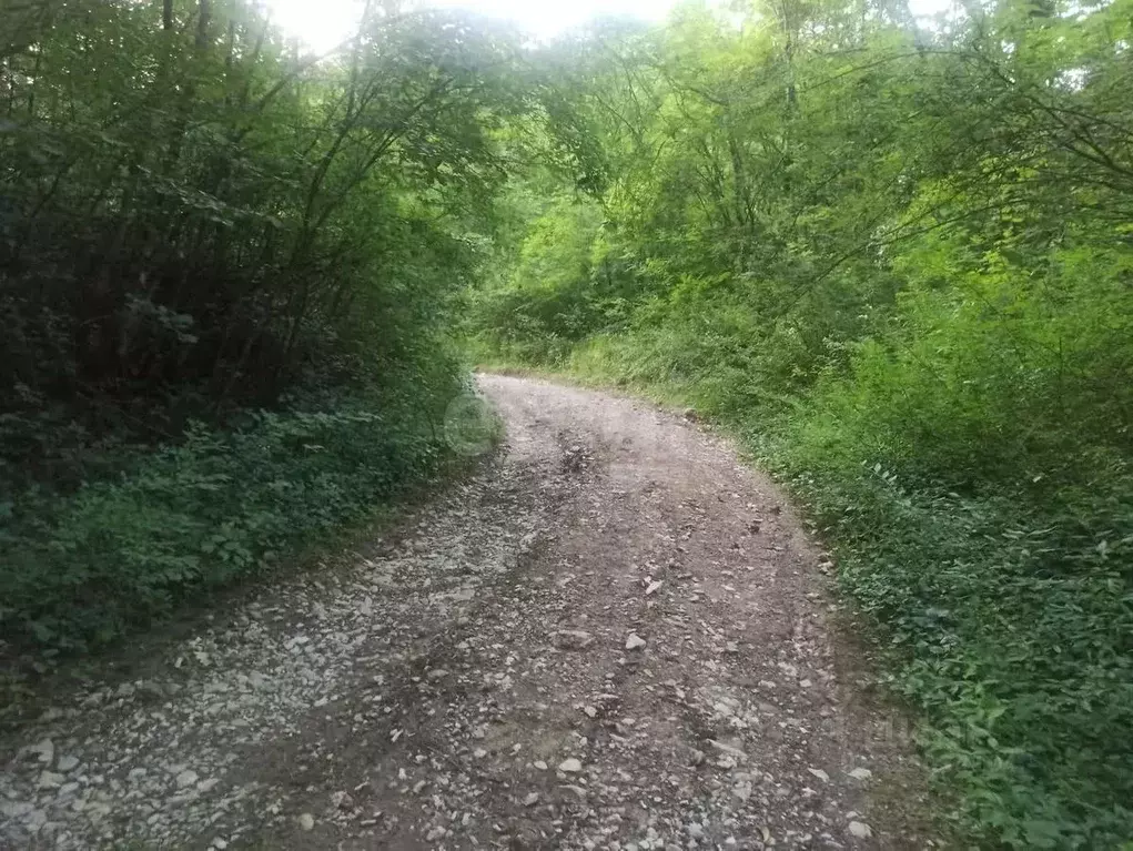 Участок в Краснодарский край, Геленджик городской округ, с. ... - Фото 1