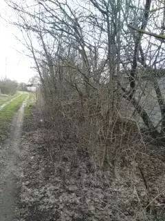 Участок в Липецкая область, Липецк Коммунальник СНТ, 8-я линия (6.0 ... - Фото 2