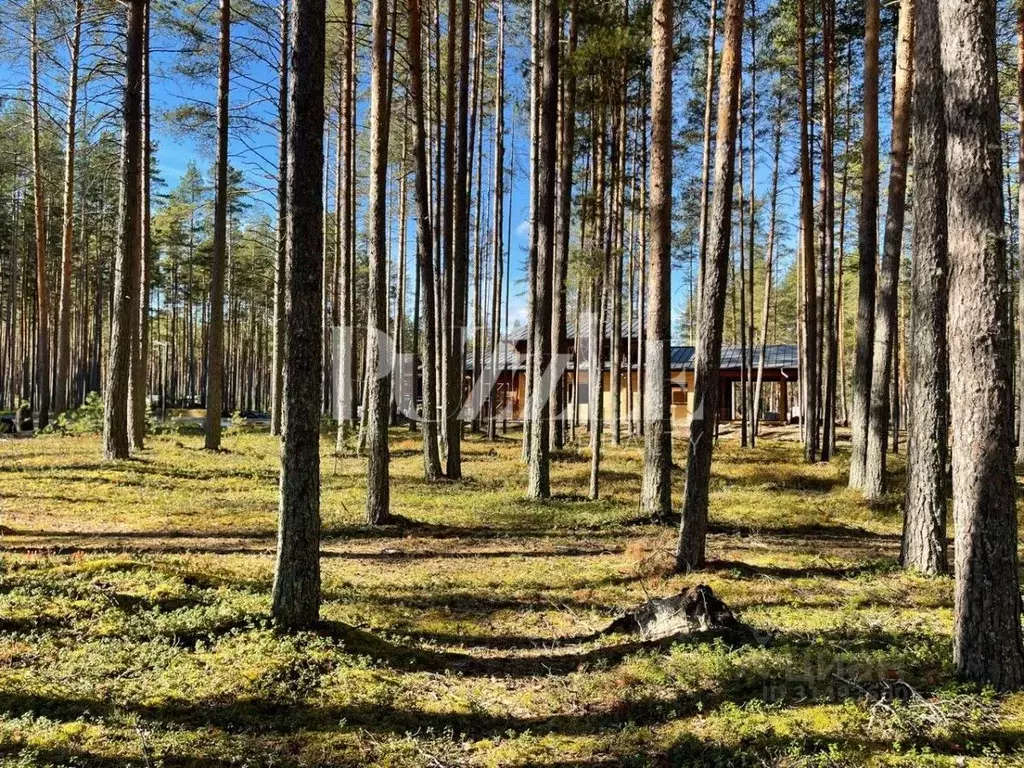 Участок в Ленинградская область, Приозерский район, Петровское с/пос, ... - Фото 1