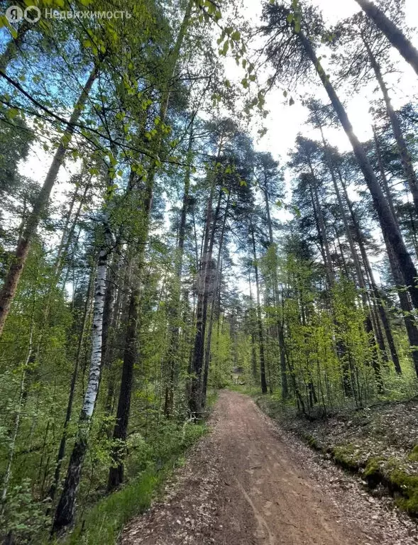 Участок в Надеждинское сельское поселение, садоводческое товарищество ... - Фото 2