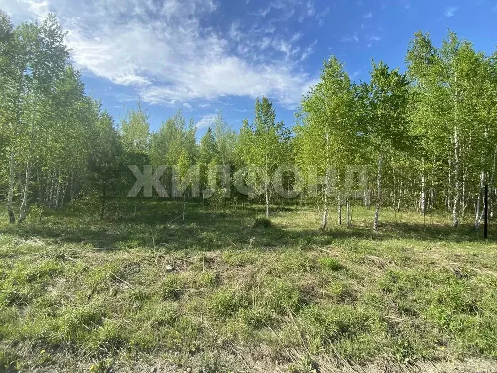 Участок в Новосибирская область, Мошковский район, Индия кп, ... - Фото 2