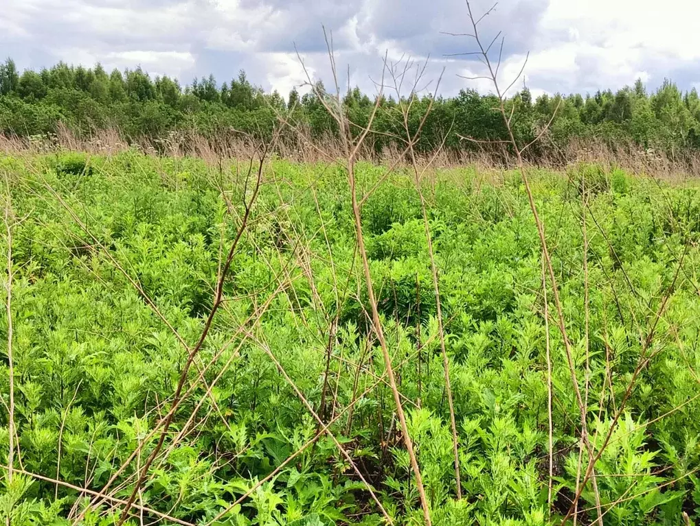 Участок в Московская область, Клин городской округ, д. Теренино  ... - Фото 2