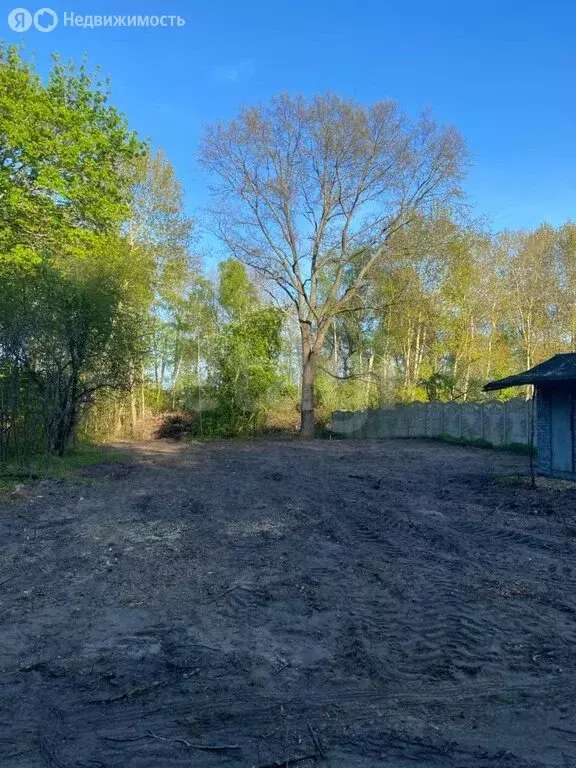 Участок в Балтийск, СНТ Клубничка (6.23 м) - Фото 1