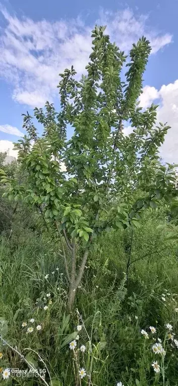 Участок в Ростовская область, Красный Сулин Благовещенская ул. (10.0 ... - Фото 2