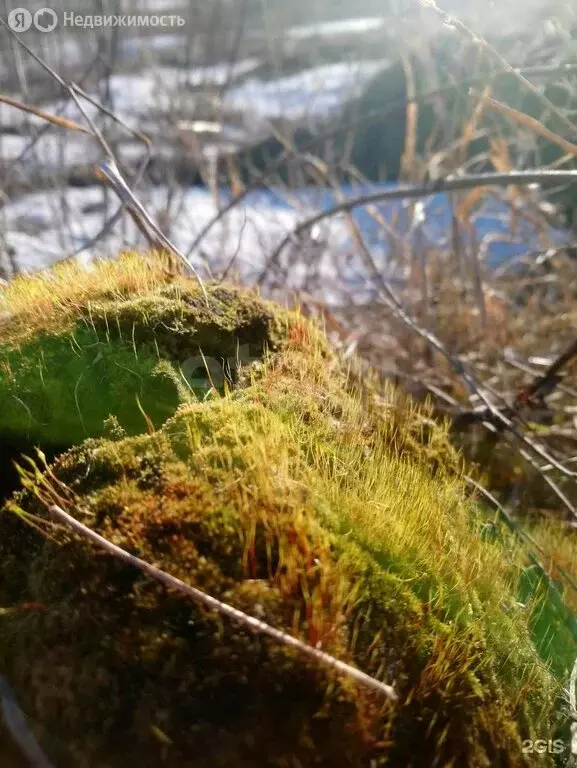 Участок в Новосибирский район, Каменский сельсовет, село Каменка (8 м) - Фото 1