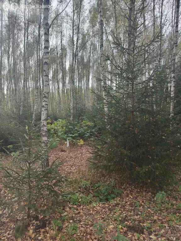 Участок в Московская область, городской округ Ступино, ТСН Шелково (10 ... - Фото 1