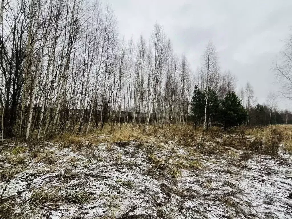 Участок в Ярославская область, Некрасовский муниципальный округ, д. ... - Фото 1