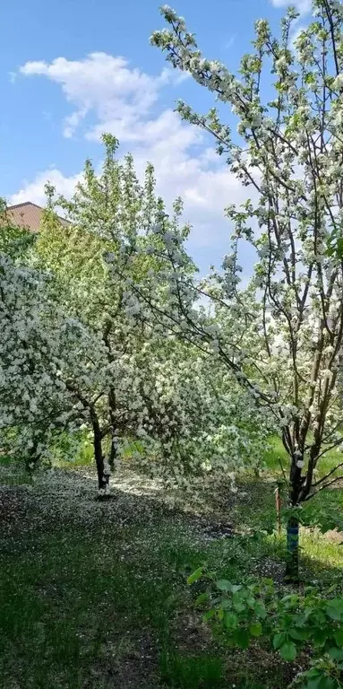 Коттедж в Курганская область, Курган пос. Левашово,  (181 м) - Фото 1