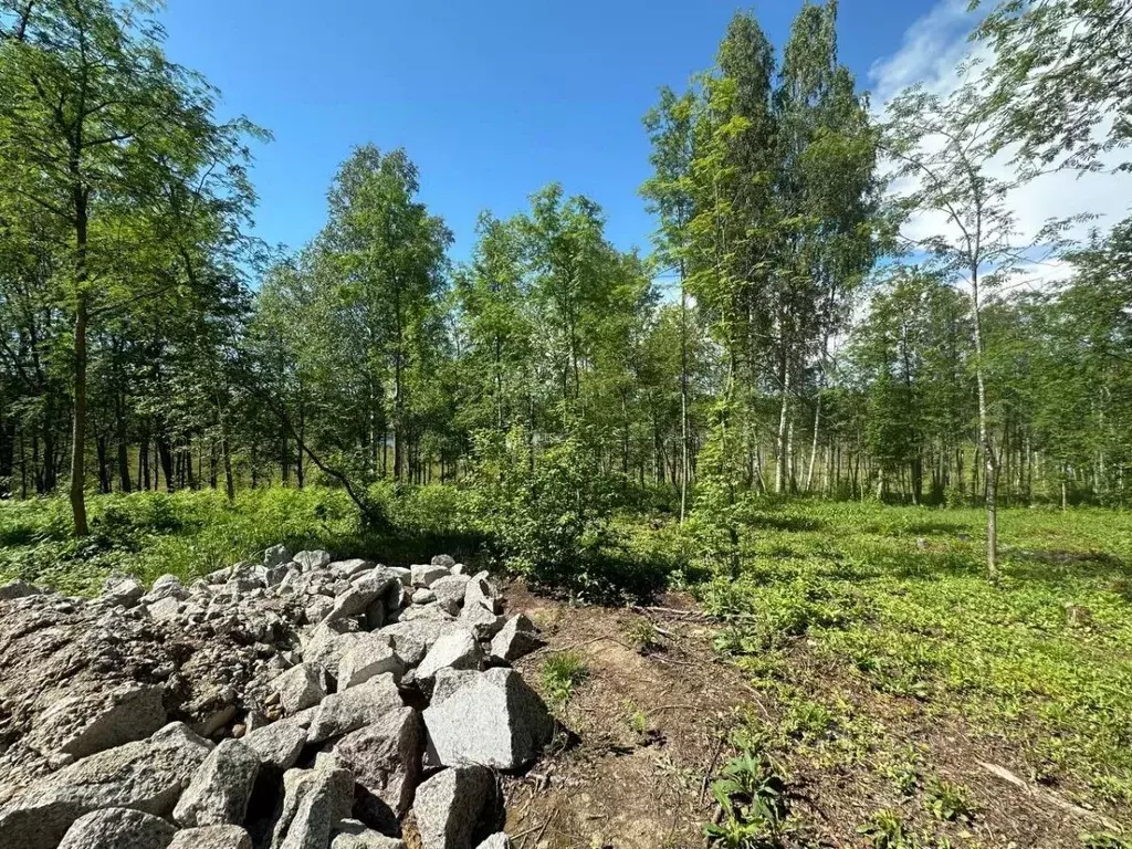 Участок в Ленинградская область, Всеволожский район, Куйвозовское ... - Фото 1