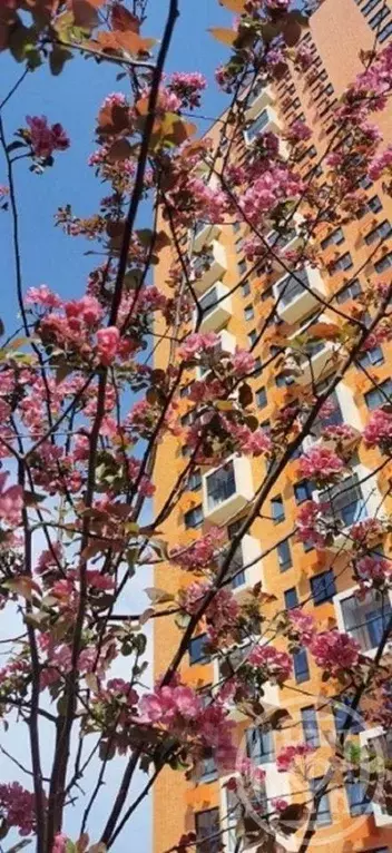 Квартира, 1 комната, 32.9 м - Фото 0