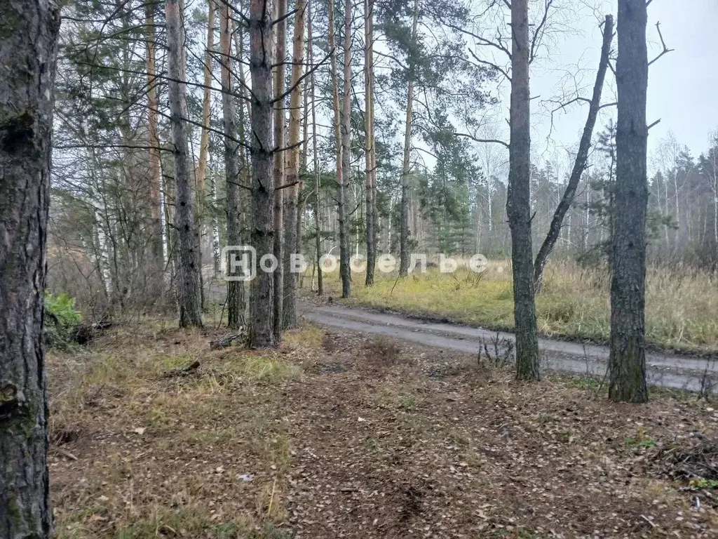 Участок в Рязанская область, Рязанский муниципальный округ, Лесник ... - Фото 1