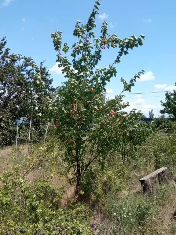 Участок в Ростовская область, Ростов-на-Дону 3-й Дамасский пер., 51 ... - Фото 1