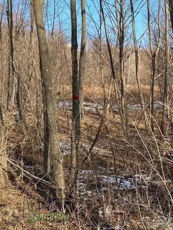 Участок в Приморский край, Надеждинский район, пос. Таежный ул. ... - Фото 2