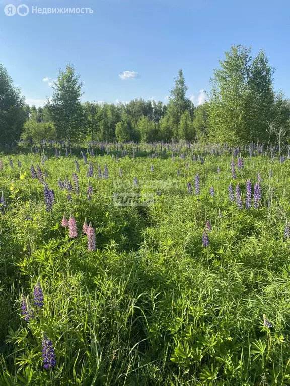 Участок в Добрунское сельское поселение, СДТ БЭМЗ (6 м) - Фото 0