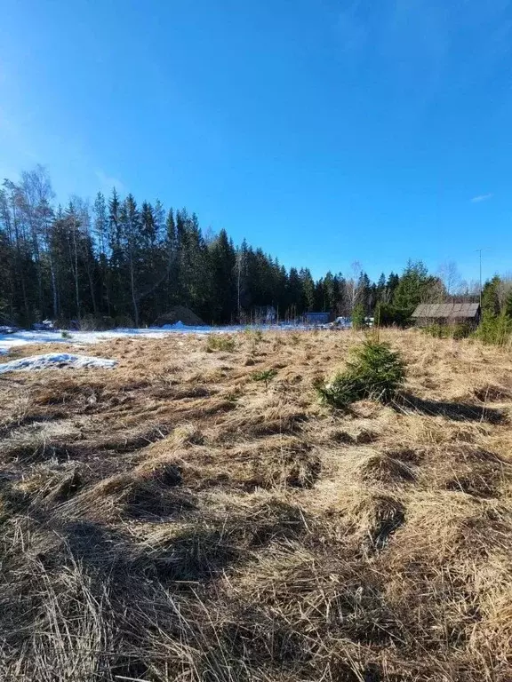 Участок в Ленинградская область, Кингисеппский район, Нежновское ... - Фото 1