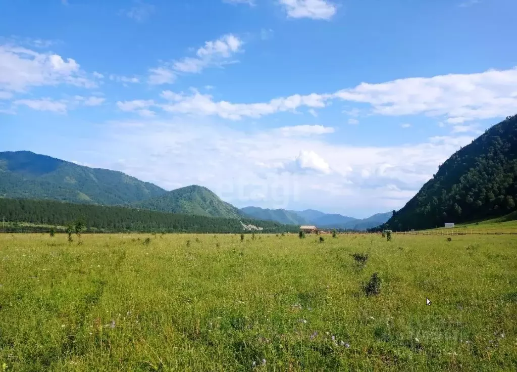 Купить Участок На Алтае Чемальский Район