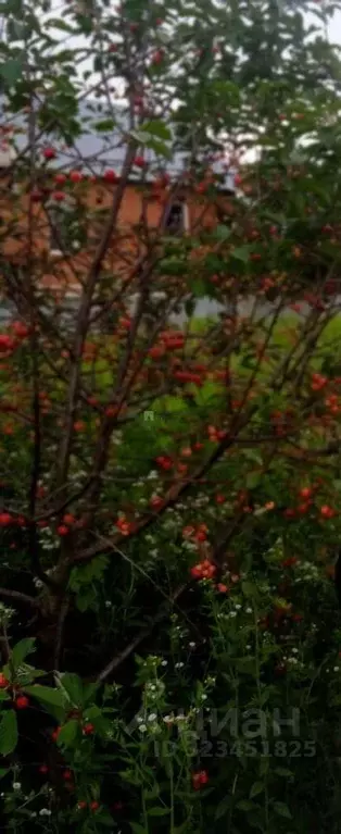Участок в Орловская область, Орловский район, пос. Белоберезовский ул. ... - Фото 1