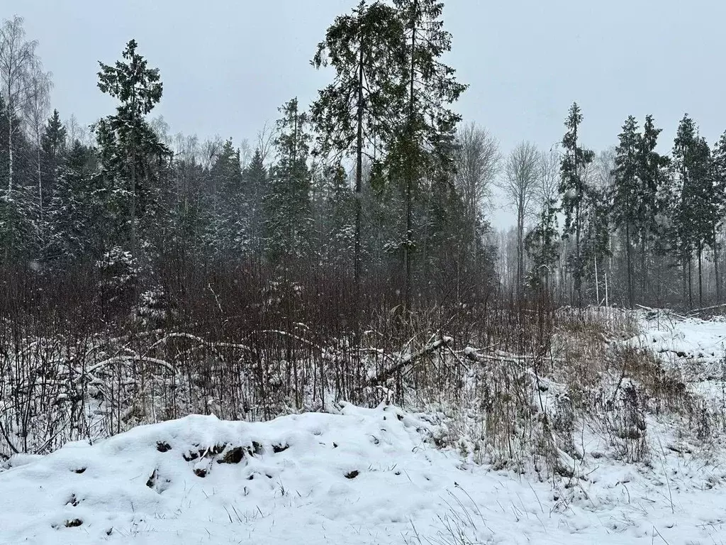 Участок в Московская область, Пушкинский городской округ, д. Могильцы  ... - Фото 0