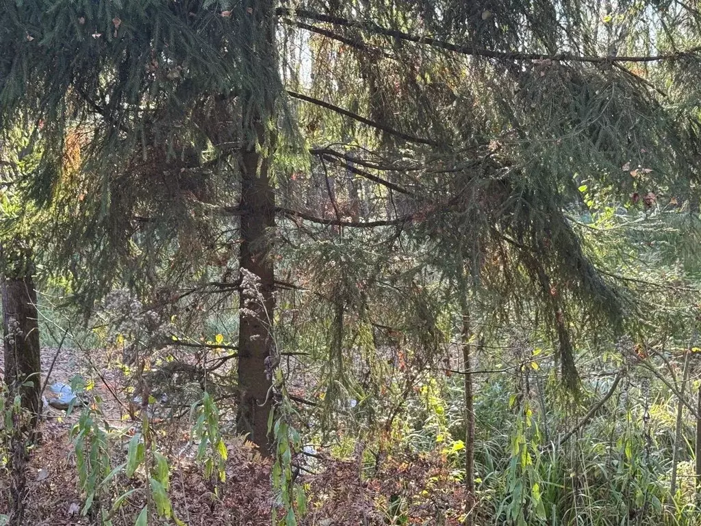 Участок в Московская область, Богородский городской округ, д. Дядькино ... - Фото 2