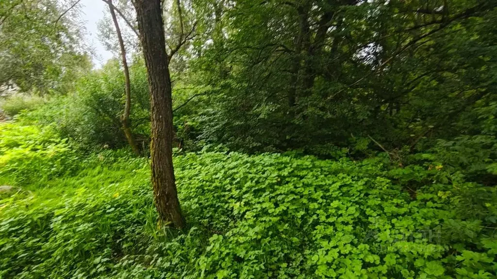 Участок в Московская область, Рузский муниципальный округ, д. Лихачево ... - Фото 1