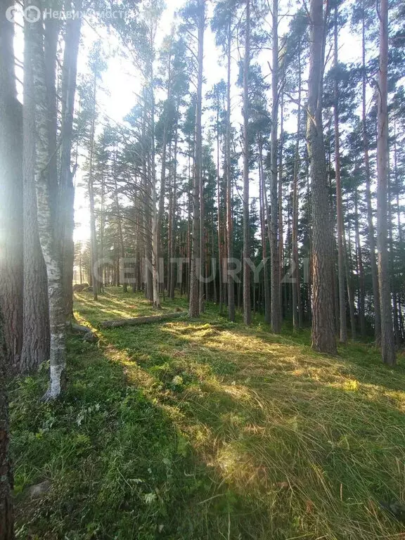 Участок в Приозерский район, Громовское сельское поселение, посёлок ... - Фото 2