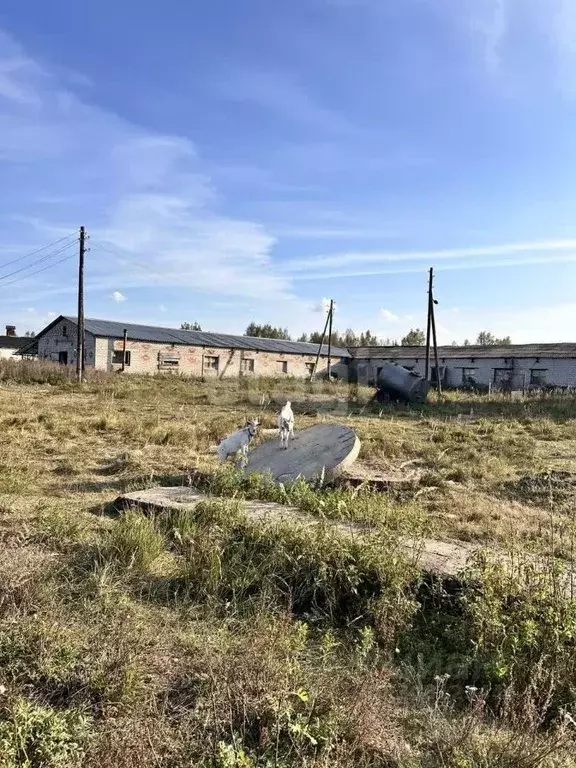 Помещение свободного назначения в Ярославская область, Некрасовское ... - Фото 0