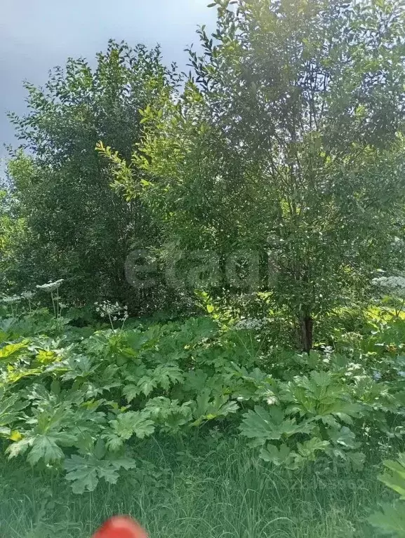 Участок в Вологодская область, д. Коренево  (11.5 сот.) - Фото 2