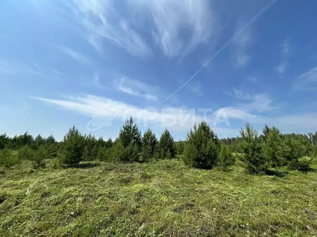 Участок в Тюменская область, Тюменский район, с. Каменка, Подушкино ... - Фото 1