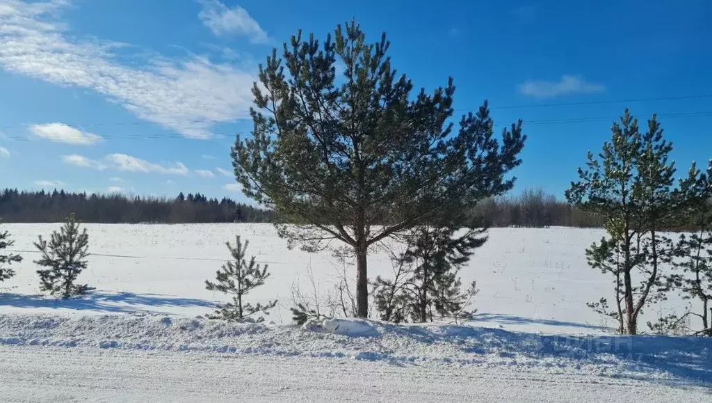 Участок в Новгородская область, с. Мошенское ул. Кировская (557.0 ... - Фото 1