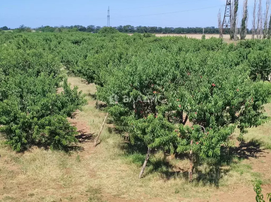 участок в крым, сакский район, с. ивановка (300.0 сот.) - Фото 1