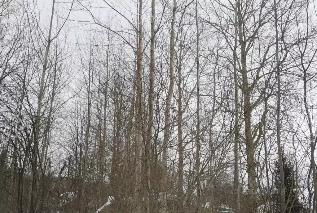 Участок в Московская область, Клин городской округ, Колос СНТ 128 ... - Фото 2