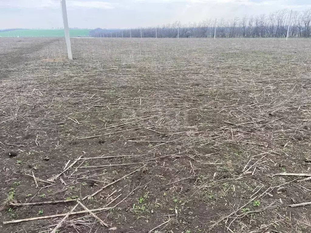 Участок в Ростовская область, Мясниковский район, с. Большие Салы ул. ... - Фото 1