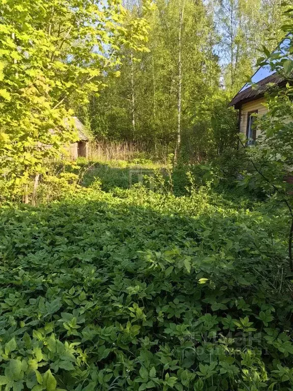 Участок в Ленинградская область, Выборгский район, Полянское с/пос, ... - Фото 1