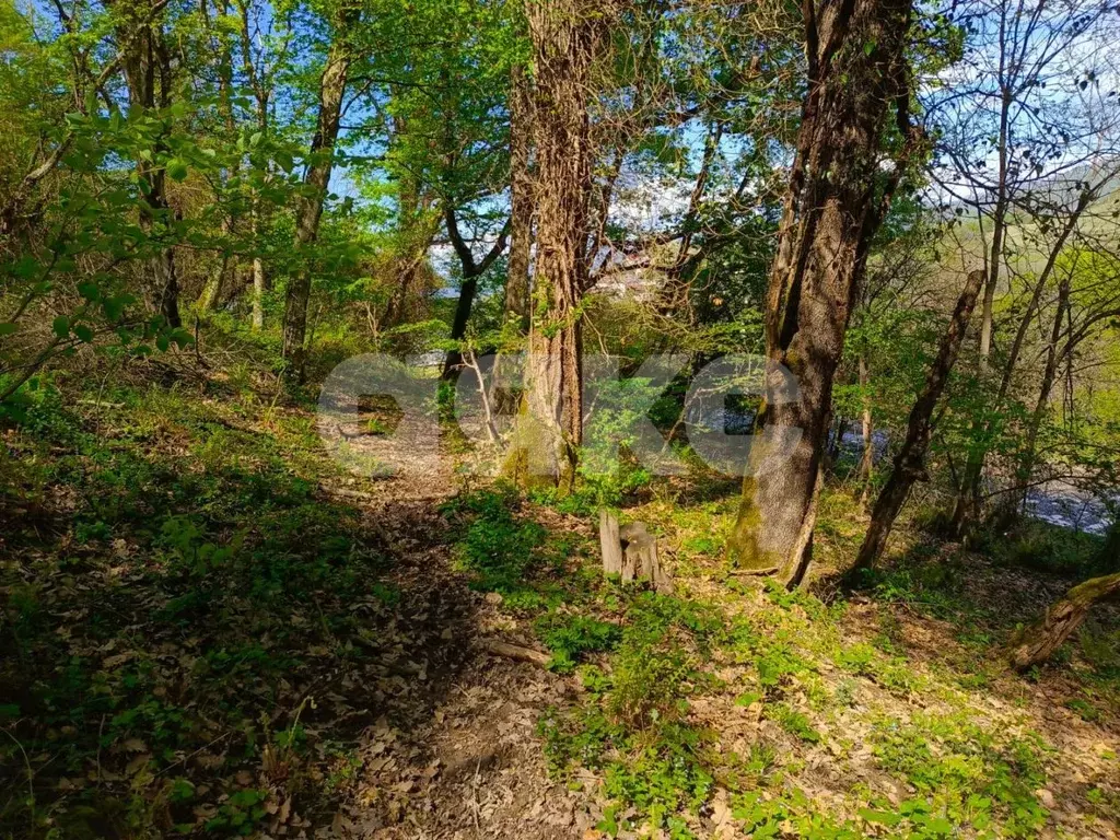 Участок в Краснодарский край, Сочи городской округ, с. Орел-Изумруд ... - Фото 2