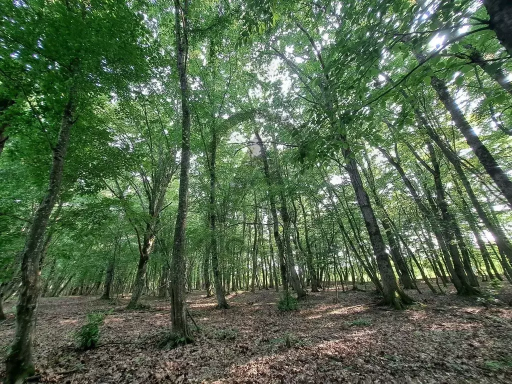 Участок в Краснодарский край, Апшеронский район, Нефтегорское ... - Фото 1