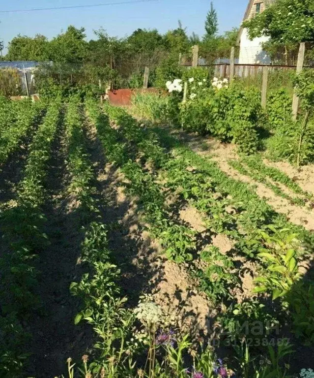 Дом в Калининградская область, Гурьевск Заря СНТ,  (20 м) - Фото 1