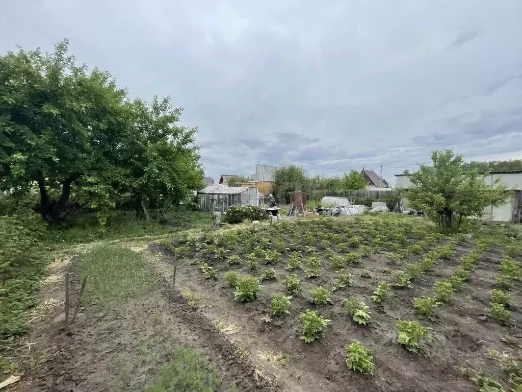 Участок в Курганская область, Курган ЖБИ 2 СТ, ул. Южная (5.7 сот.) - Фото 1