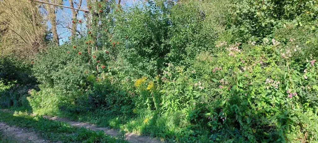 Участок в Новгородская область, Великий Новгород Перспективная ул. ... - Фото 1