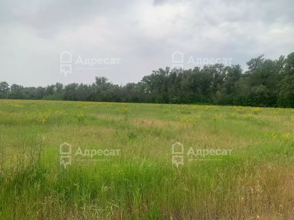 Участок в Волгоградская область, Ленинский район, с. Покровка  (1100.0 ... - Фото 2