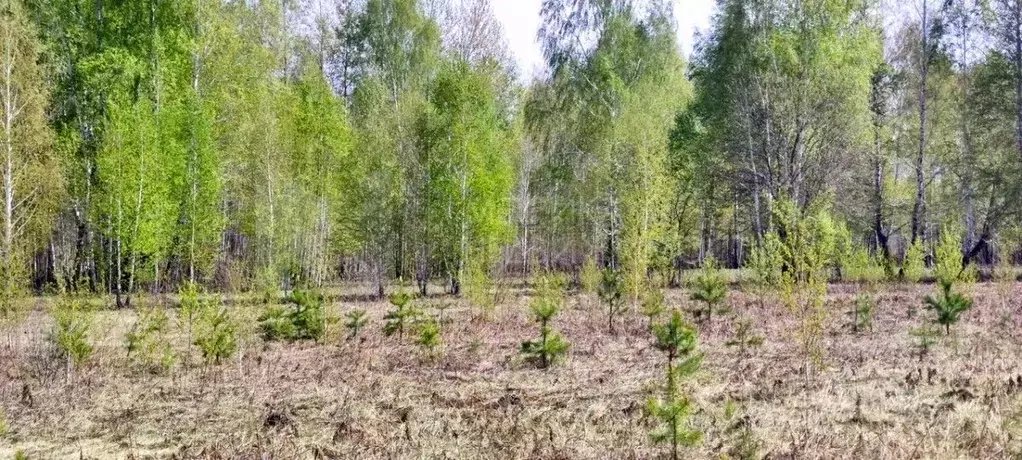 Участок в Тюменская область, Тюменский район, с. Кулига  (10.3 сот.) - Фото 1