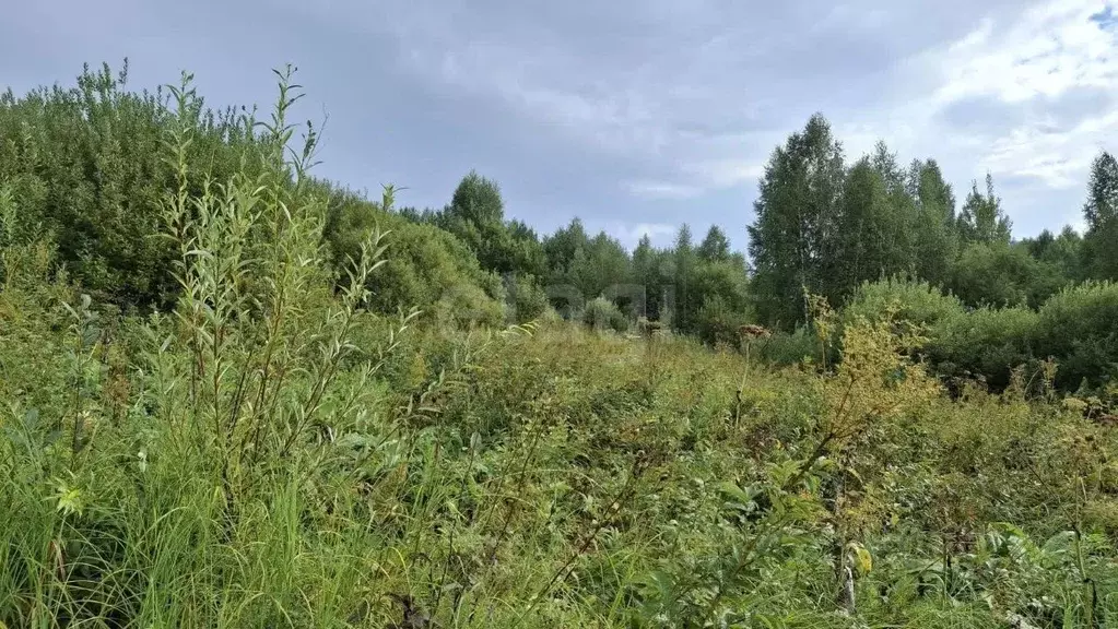 Участок в Алтай, Майминский район, Манжерокское с/пос, с. Озерное  ... - Фото 1